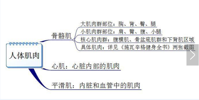 你真的認(rèn)識(shí)你身體的肌肉嗎？